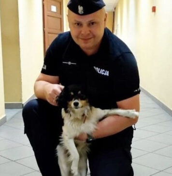 Piesek uratowany przez policjantów w Sulechowa na S3