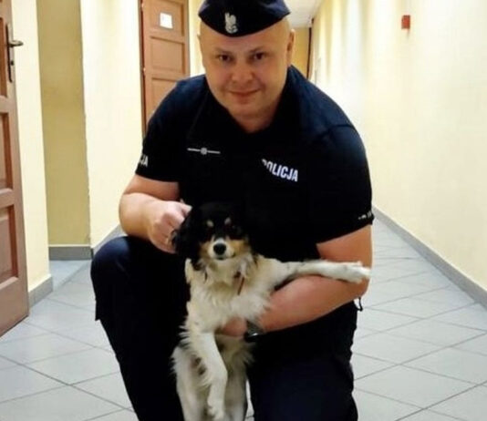 Piesek uratowany przez policjantów w Sulechowa na S3