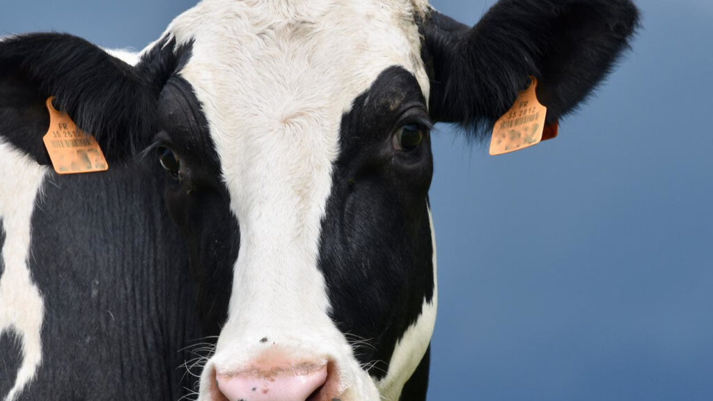 Najważniejsze witaminy dla krów mlecznych – o których powinien pamiętać hodowca?