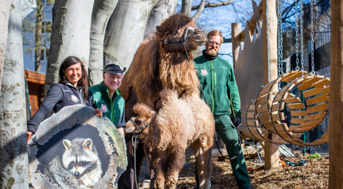 Ścieżka wspinaczkowa dla dzieci w Görlitz