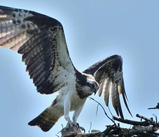 Monitoring rybołowa w województwie lubuskim – podsumowanie sezonu 2022 Rybołów
