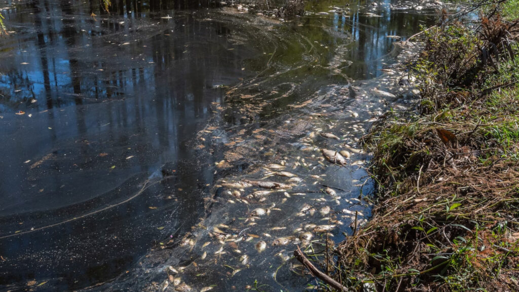 Oświadczenie PZW ws. katastrofy ekologicznej na rzece Odrze