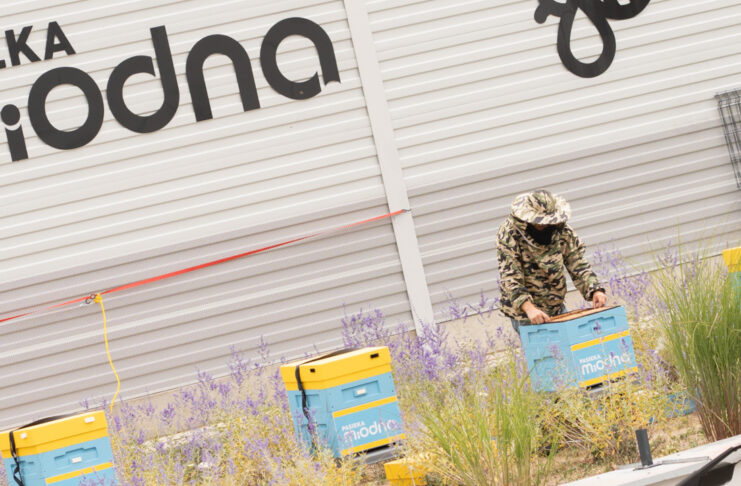 Pasieka w Focus Mall ma już za sobą pierwsze miodobranie Pasieka w Focus Mall Zielona Góra