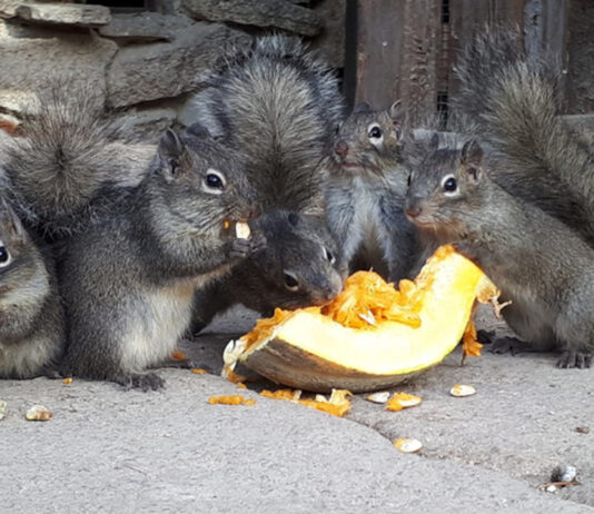 Wiewiórki
