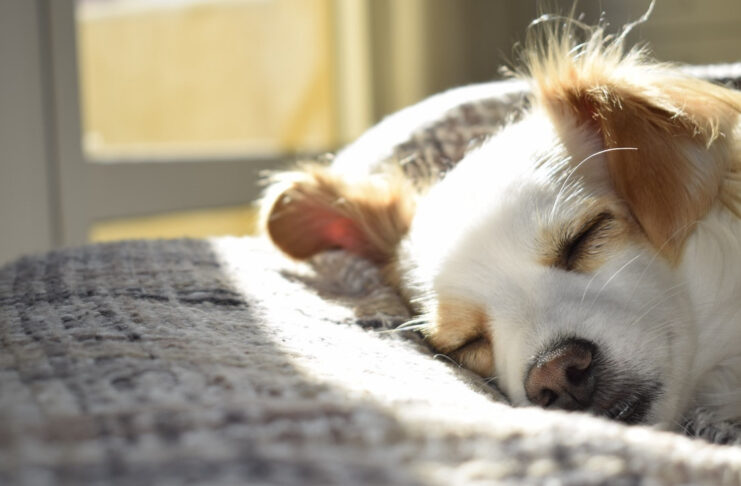 Czy wiesz, kiedy miska spowalniająca jedzenie może uratować Twojego psa? Pies