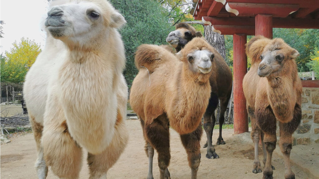 Trzy matki, jeden ojciec, trzech przyrodnich braci. Młode wielbłądy szaleje w wiosce tybetańskiej goerlitzkiego zoo