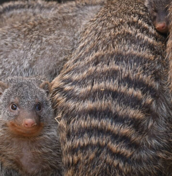Inwentaryzacja zwierząt w Zoo Görlitz-Zgorzelec