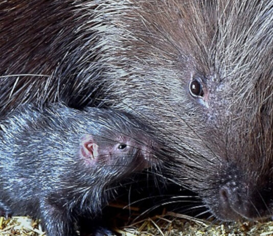 Narodziny i przeprowadzki jeżozwierzy z Zoo Görlitz-Zgorzelec Jeżozwierze