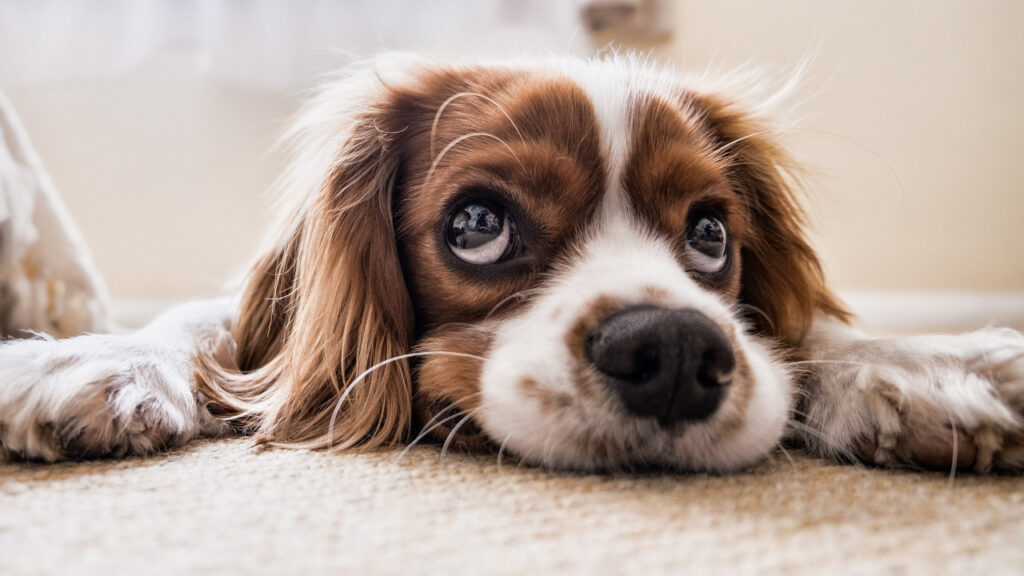 Suplementy dla psów – klucz do zdrowia i energii Twojego pupila