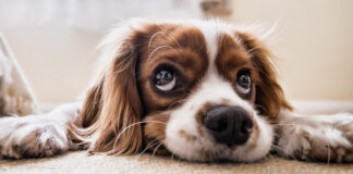 Suplementy dla psów – klucz do zdrowia i energii Twojego pupila