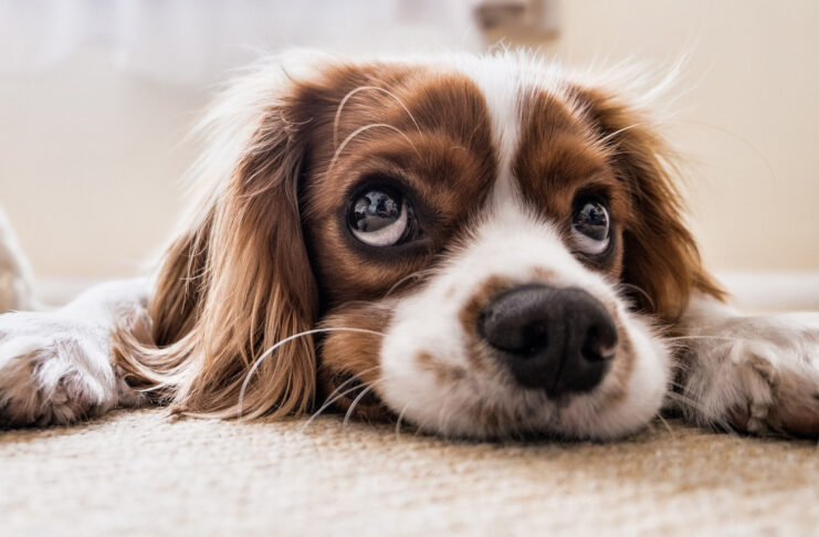 Suplementy dla psów – klucz do zdrowia i energii Twojego pupila