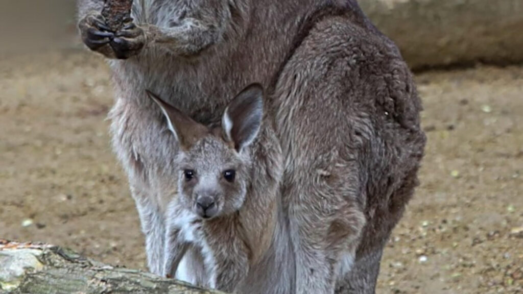Samice kangura olbrzymiego w Zoo Görlitz z potomstwem