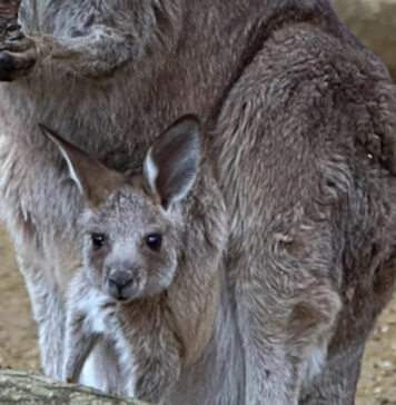Samice kangura olbrzymiego w Zoo Görlitz z potomstwem