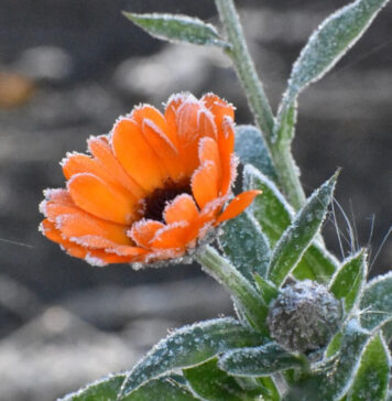 Wracają przymrozki. W Lubuskiem temperatury spadną poniżej 0°C Przymrozki