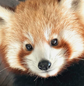 „Żegnaj Chenpo” – zeszłoroczne potomstwo pand wyjechało z ZOO Görlitz-Zgorzelec na zachód Samiec pandy czerwonej - Chenpo