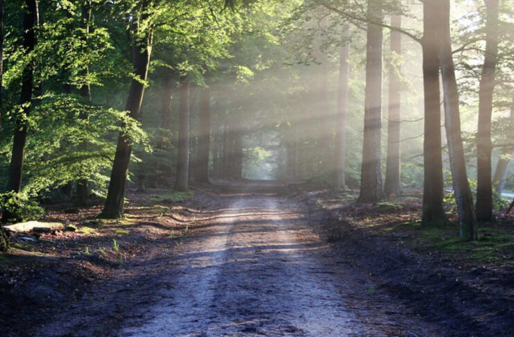 Rzepin: Zakaz wstępu do lasu. Leśnicy prowadzą opryski – środki są szkodliwe dla ludzi Las