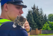 Policjanci z Międzyrzecza uratowali małego kotka. Dali mu imię i nowy dom