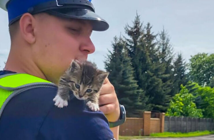 Policjanci z Międzyrzecza uratowali małego kotka. Dali mu imię i nowy dom