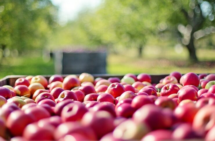 Badanie rolnicze „Zintegrowane statystyki dotyczące gospodarstw rolnych” Jabłka w sadzie