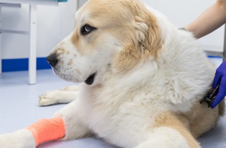 Ortopedia weterynaryjna - kilka sygnałów i objawów, skłaniających do wizyty u ortopedy