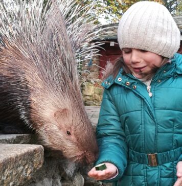 Obdarowywanie zwierząt w Zoo Görlitz-Zgorzelec Karmienie zwierząt w zoo