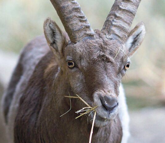 Od A jak alpejski koziorożec do Ż jak żółw cuora – inwentaryzacja zwierząt w Nasze Zoo Görlitz-Zgorzelec Koziorożec alpejski