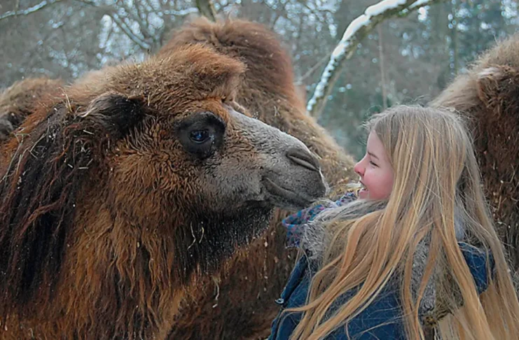 Zniżki na wstęp do Zoo Görlitz-Zgorzelec w poniedziałki Wielbłąd w Zoo Görlitz-Zgorzelec