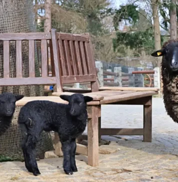 Jagnięta owcy pomorskiej skradły serca gości zoo w Görlitz Jagnięta owcy pomorskiej w Zoo Görlitz