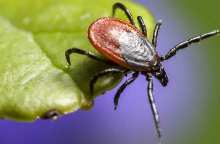 Zalecenia ekspertów: samorządy w walce z kleszczowym zapaleniem mózgu Kleszczowe zapalenie mózgu w Polsce: Eksperci o potrzebie zwiększenia świadomości i szczepieniach