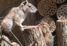 Pigmejka karłowata i moko skalny w ZOO Görlitz-Zgorzelec