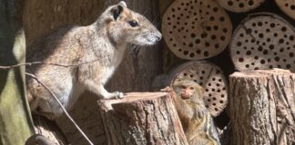 Pigmejka karłowata i moko skalny w ZOO Görlitz-Zgorzelec