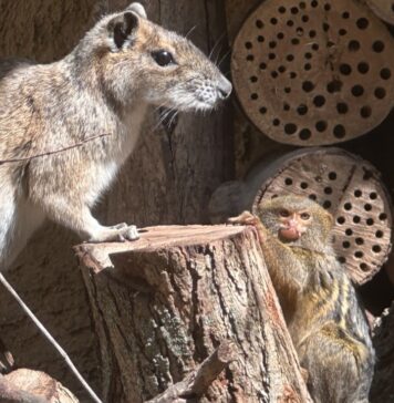 Pigmejka karłowata i moko skalny w ZOO Görlitz-Zgorzelec