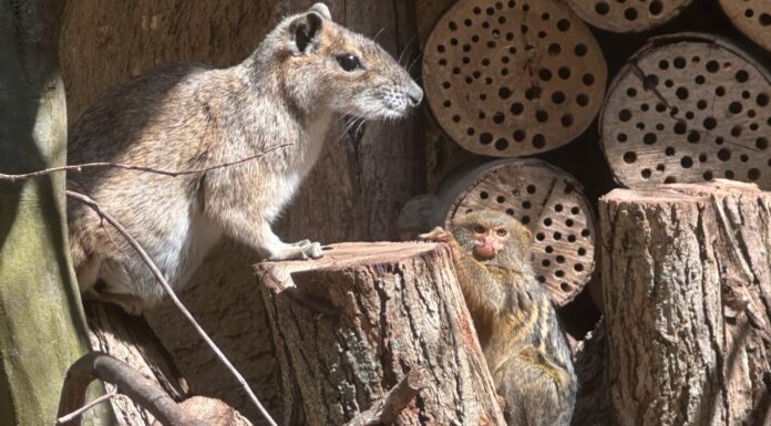 Pigmejka karłowata i moko skalny w ZOO Görlitz-Zgorzelec