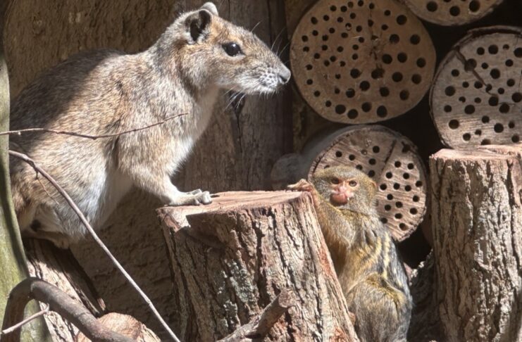 Spotkanie gatunków: Pigmejka karłowata i moko skalny w ZOO Görlitz-Zgorzelec Pigmejka karłowata i moko skalny w ZOO Görlitz-Zgorzelec