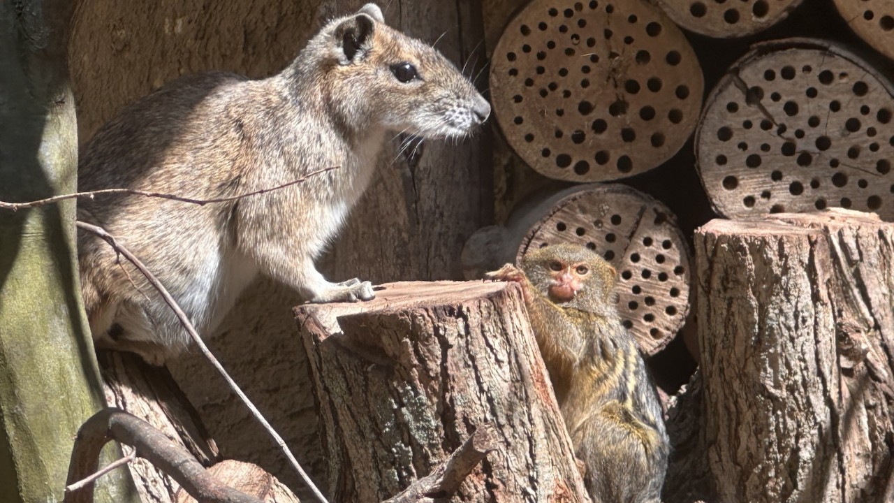 Pigmejka karłowata i moko skalny w ZOO Görlitz-Zgorzelec