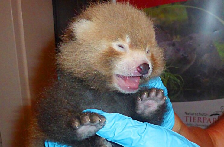 Nasze Zoo: Pandy czerwone powiększyły swoją rodzinę. To już 23. potomstwo „najpiękniejszego ssaka na ziemi” Nasze Zoo: Pandy czerwone powiększyły swoją rodzinę. To już 23. potomstwo „najpiękniejszego ssaka na ziemi”