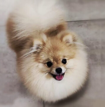 Zielonogórscy policjanci eskortowali kobietę z psem do weterynarza - liczyła się każda sekunda