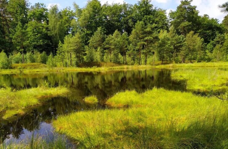 100 rezerwatów na 100-lecie LP: Lubuskie na dobrej drodze do zwiększenia powierzchni obszarów chronionych