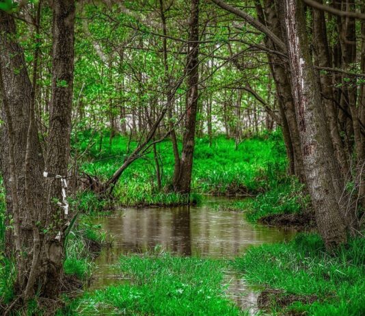 Nowe rezerwaty przyrody w Lubuskiem: Konsultacje społeczne ruszyły Mokradła w lesie