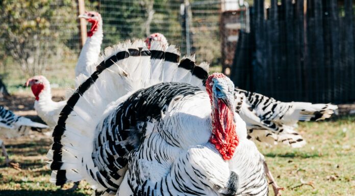 Chociule: Tysiące indyków zagrożonych. Wysoce zjadliwa ptasia grypa (HPAI) wykryta w powiecie świebodzińskim Indyki