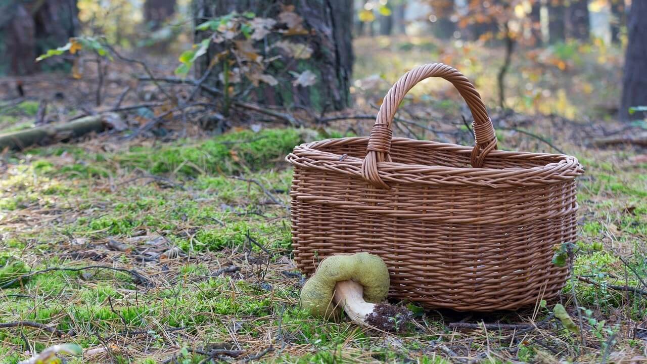 Co zabrać na grzyby? Kompletny poradnik dla grzybiarzy