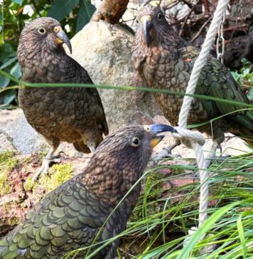 Papugi Kea - inteligentne ptasie łobuzy