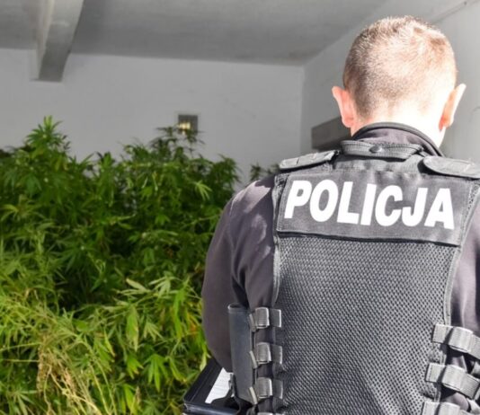Plantacja konopi w powiecie żarskim zlikwidowana przez policję Plantacja konopi w powiecie żarskim zlikwidowana przez policję