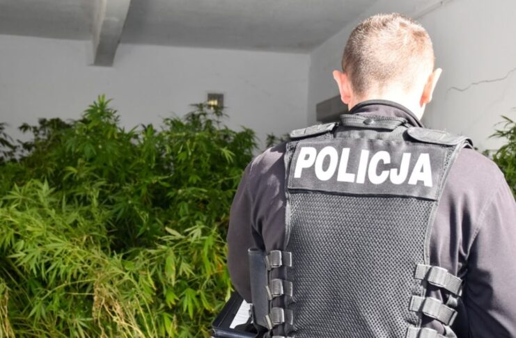 Plantacja konopi w powiecie żarskim zlikwidowana przez policję