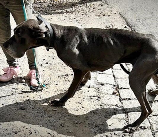 Zatrzymana 52-latka z Głuszycy odpowie za znęcanie się nad zwierzętami Znęcanie się nad zwierzętami w Głuszycy na Dolnym Śląsku