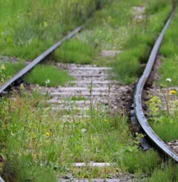 Tory zarośnięte trawą