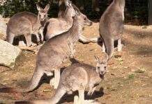 Kangury olbrzymie w Zoo Görlitz-Zgorzelec