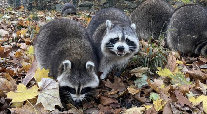 Jesienne atrakcje dla całej rodziny – zoo w Görlitz oferuje 50% zniżki na bilety aż do stycznia