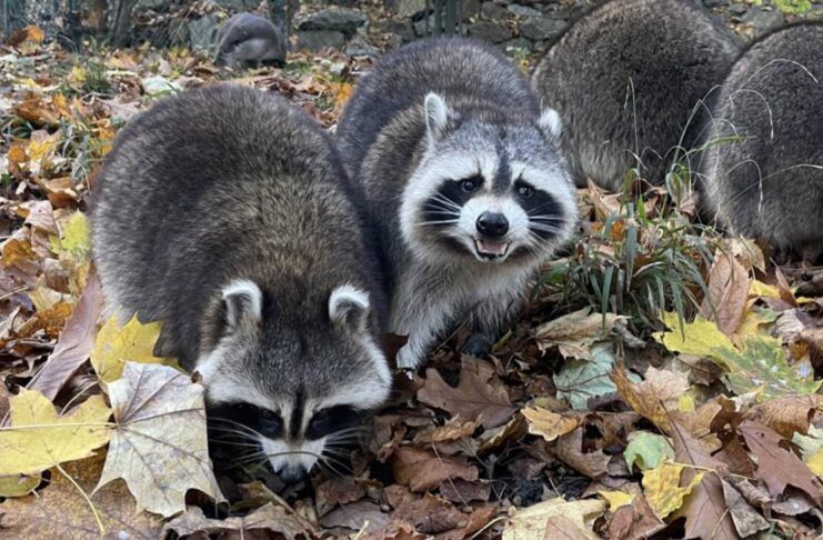 Jesienne atrakcje dla całej rodziny – zoo w Görlitz oferuje 50% zniżki na bilety aż do stycznia