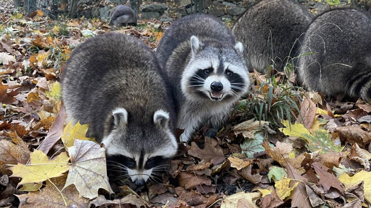 Jesienne atrakcje dla całej rodziny – zoo w Görlitz oferuje 50% zniżki na bilety aż do stycznia